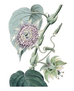 Passiflora_ligularis Sweet Grenadilla, Passion Flower